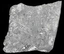 Wide Fossil Seed Fern Plate - Pennsylvania #65894-2
